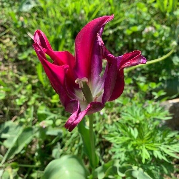 Tulipa didieri Flor