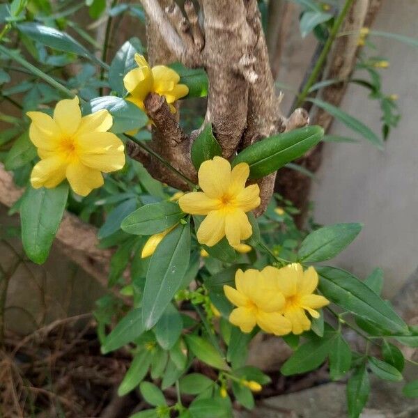 Jasminum mesnyi Flower