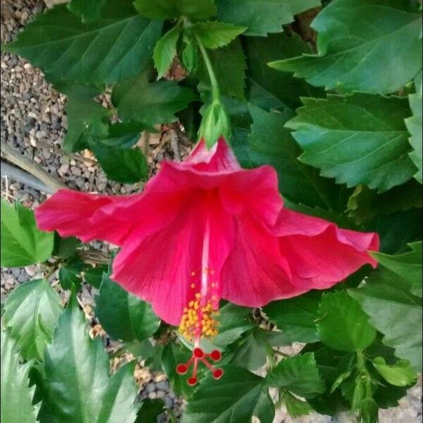 Hibiscus rosa-sinensis Blüte