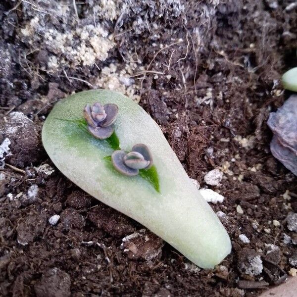 Kalanchoe daigremontiana Leaf