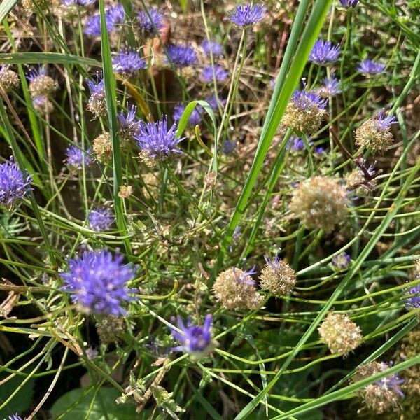 Jasione montana फूल