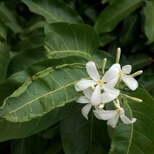 Saba senegalensis Flower