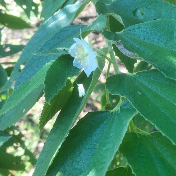 Muntingia calabura Blomst