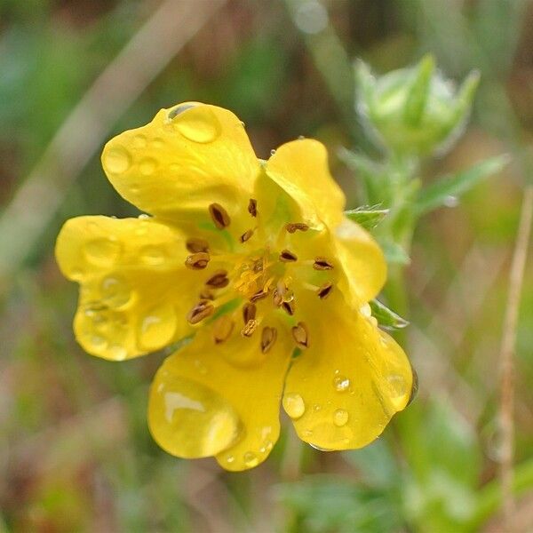 Potentilla aurea Virág