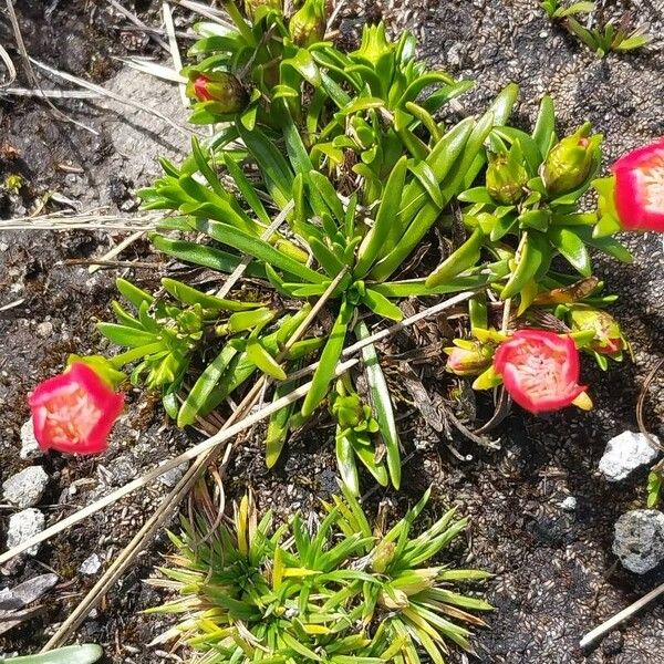 Calandrinia acaulis Foglia