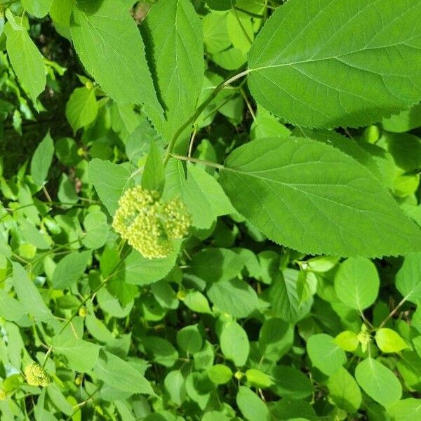 Hydrangea arborescens 花