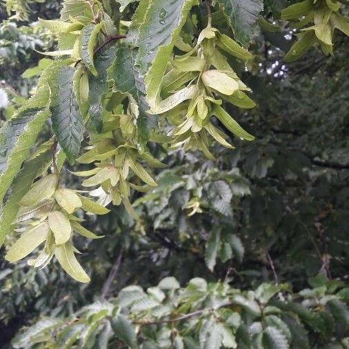 Carpinus caroliniana Vrucht