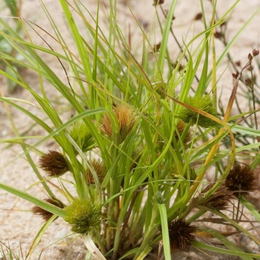 Carex bohemica 形態