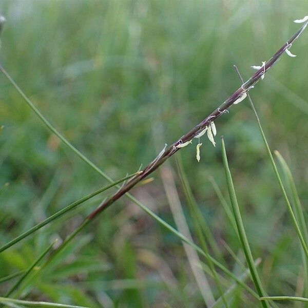 Nardus stricta Fruit