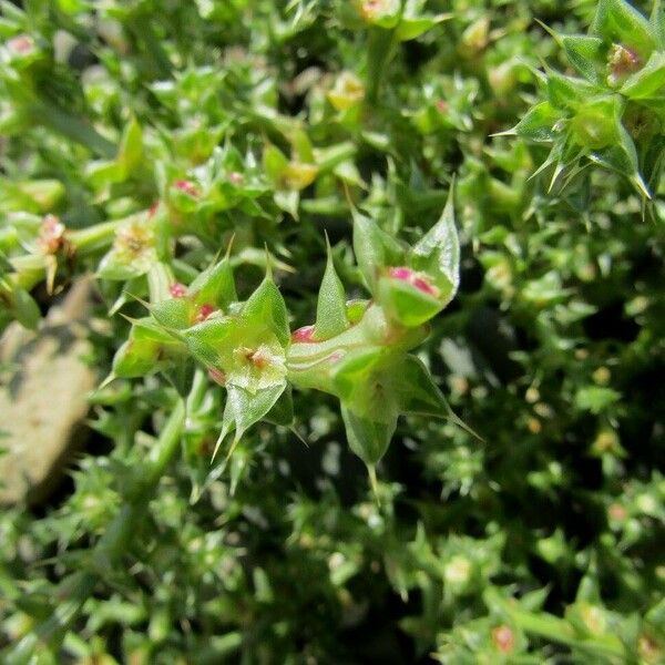 Salsola tragus Fiore