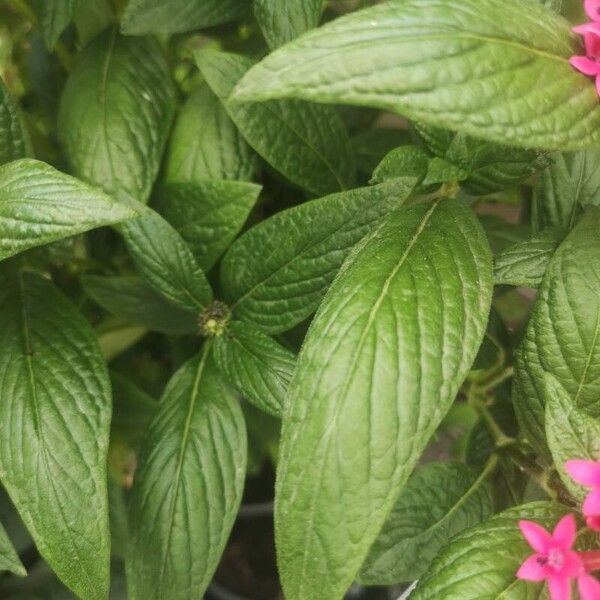 Pentas lanceolata Blatt