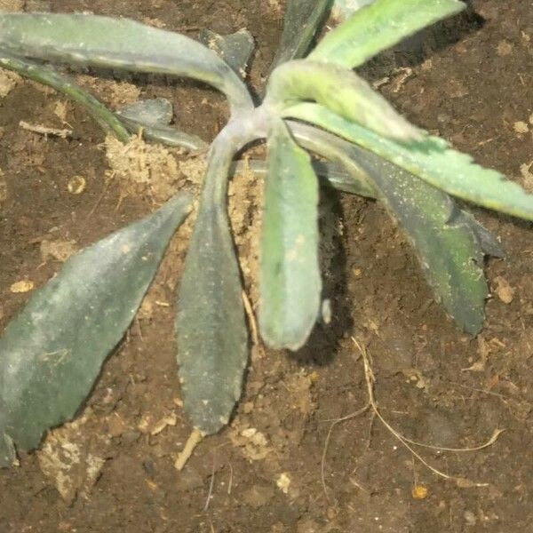 Kalanchoe serrata Blatt