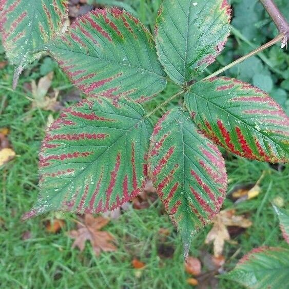 Rubus gratus Leaf