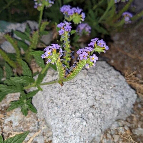 Heliotropium amplexicaule Blüte