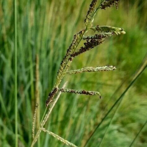 Paspalum urvillei Flower