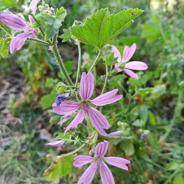 Malva multiflora Virág