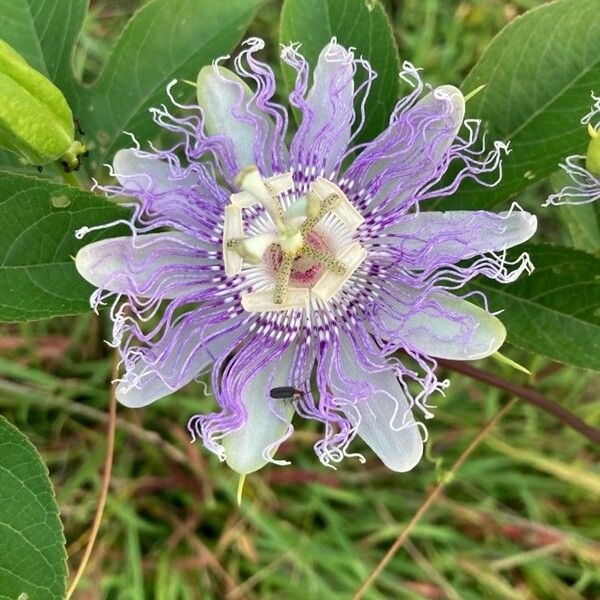 Passiflora incarnata Blomst