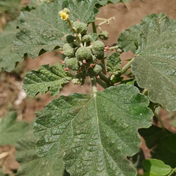 Chrozophora rottleri Flower