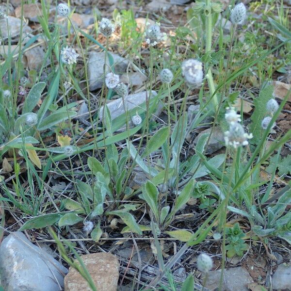 Plantago lagopus 形態