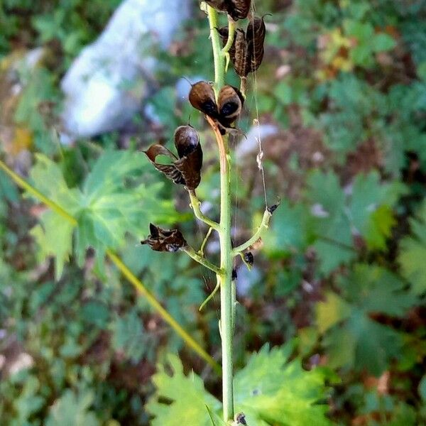 Aconitum variegatum Plod