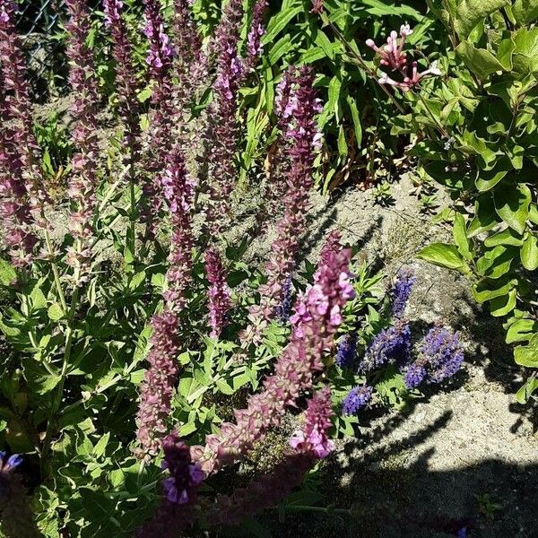 Salvia verticillata Flower