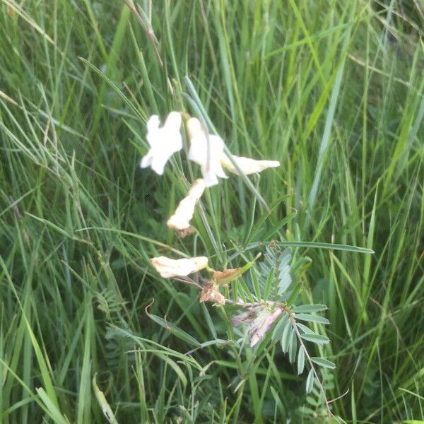 Lathyrus pannonicus Blüte