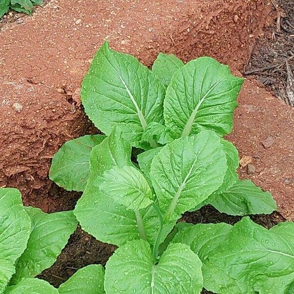 Brassica juncea Blatt