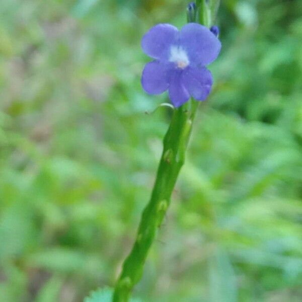 Stachytarpheta indica 花