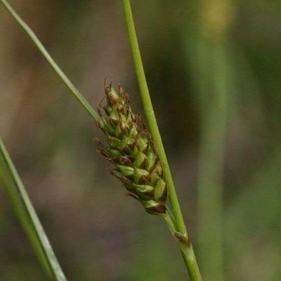 Carex distans Žiedas