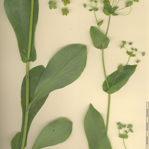 Bupleurum longifolium Other