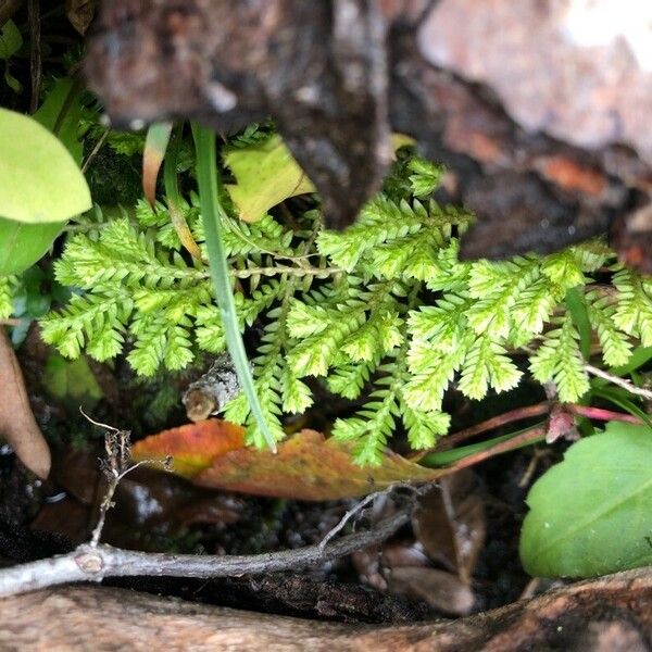 Selaginella kraussiana Φύλλο