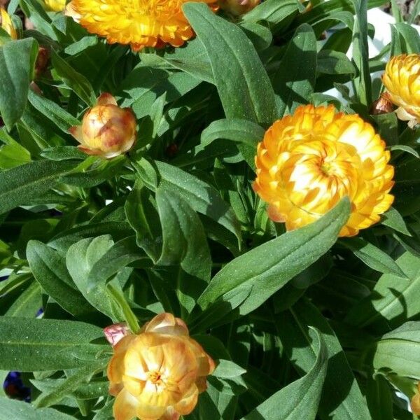 Xerochrysum bracteatum Blüte