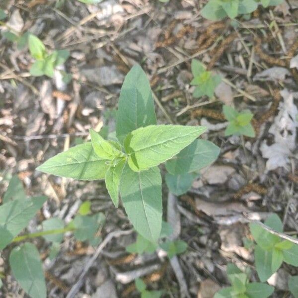 Monarda fistulosa 葉