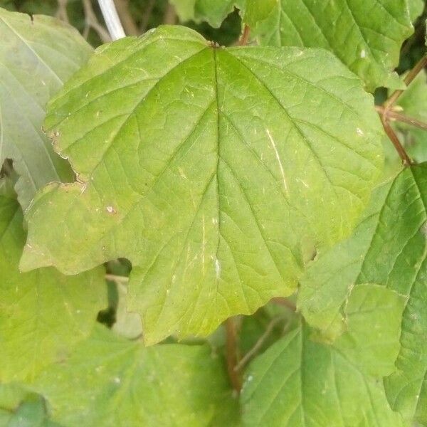 Viburnum opulus Leaf