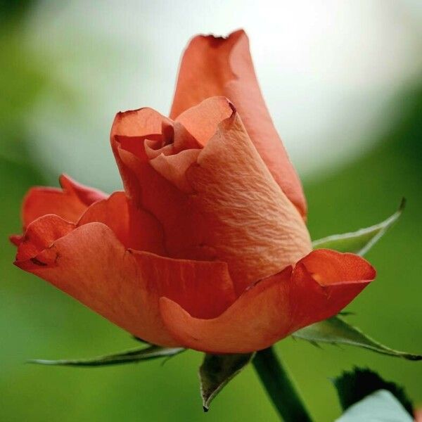 Rosa chinensis Floro