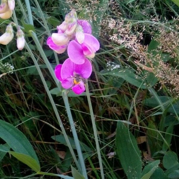 Lathyrus latifolius Flor