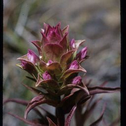 Orthocarpus cuspidatus Blüte