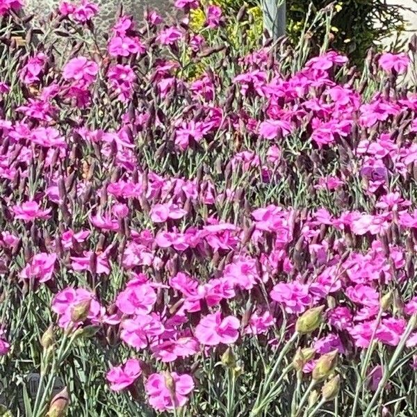 Dianthus gratianopolitanus Çiçek