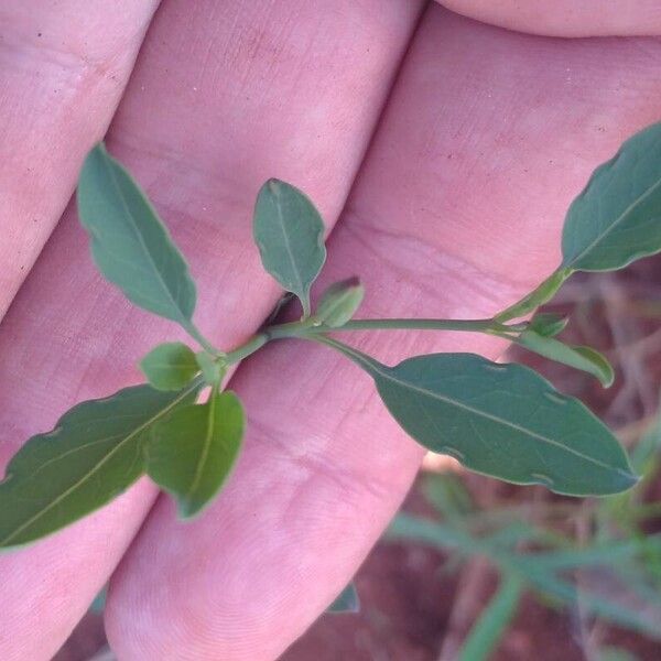 Porophyllum ruderale Leaf