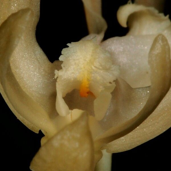 Dendrobium crassifolium Květ