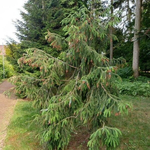 Picea brachytyla Агульны выгляд