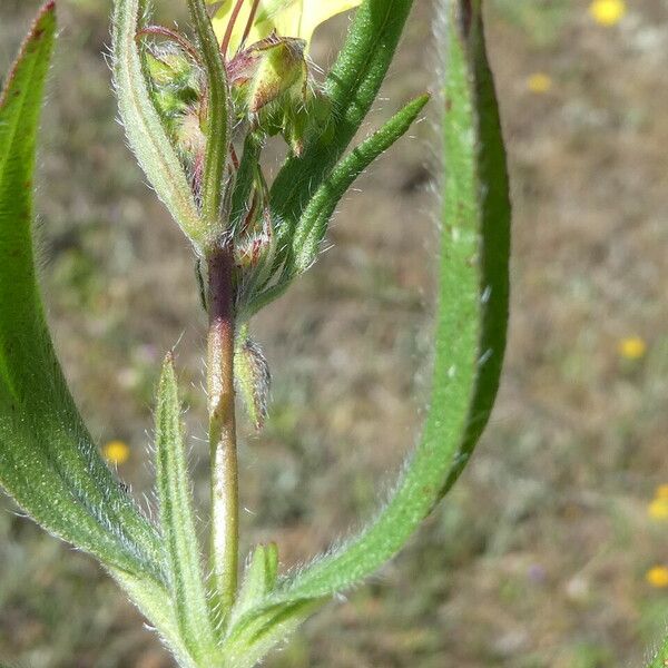 Tuberaria guttata Leaf