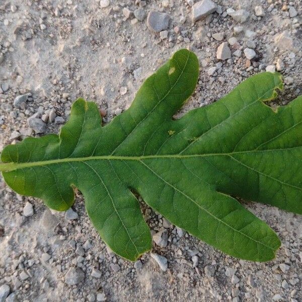 Quercus pyrenaica Blatt