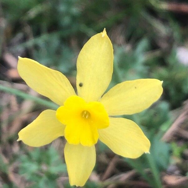Narcissus rupicola Õis