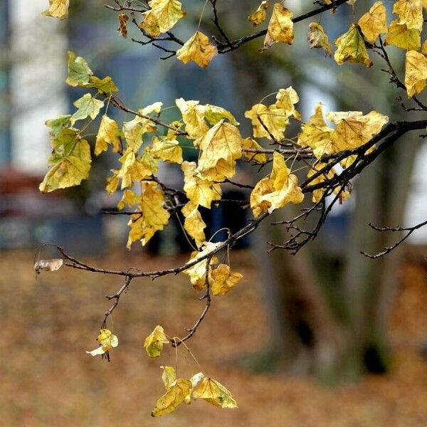 Acer saccharum Feuille