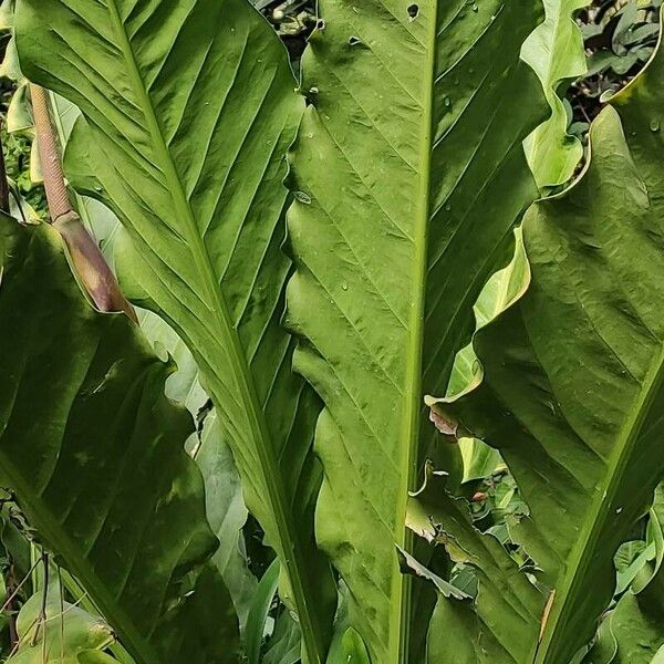 Anthurium schlechtendalii Yeri