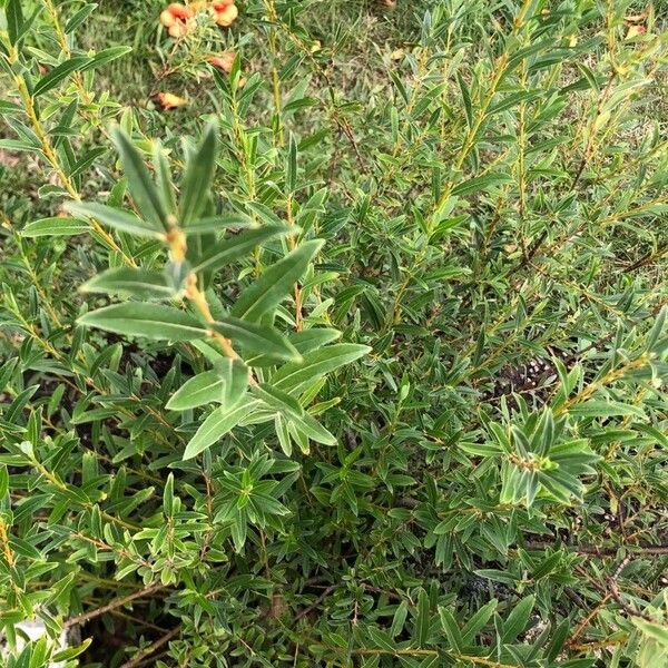 Salix nakamurana Blad