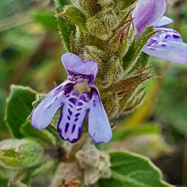 Dyschoriste hildebrandtii Blomst