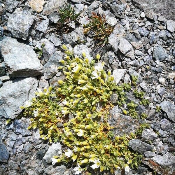 Cerastium pedunculatum Virág