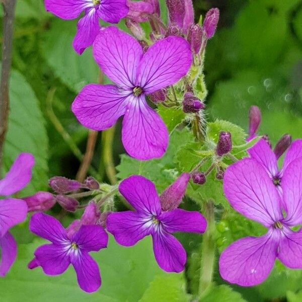 Lunaria annua Blüte